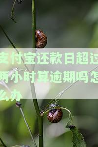 支付宝还款晚了两个小时，逾期两小时还款，支付宝用户需注意！