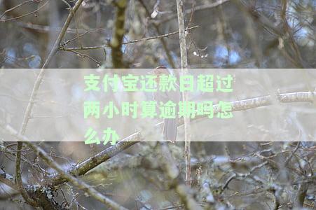 支付宝还款日逾期一天会扣钱吗？错过还款期该怎么办？