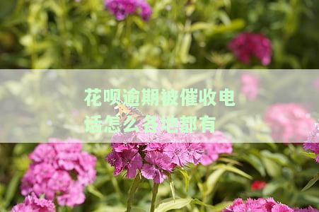 花呗逾期被催收电话怎么全国各地都有？
