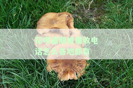 花呗逾期被催收电话如何多地同时通知？
