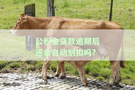 公积金贷款逾期了会怎么样，公积金贷款逾期：可能产生的后果和应对策略