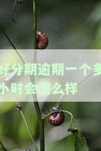 ：逾期一天后，多久能再次借款？
