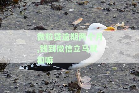 微粒贷逾期两个月,钱到微信立即扣款？已还款为何还要全部清偿？是否会被告上法庭？