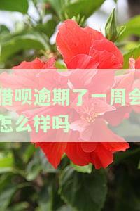 借呗逾期了一周会怎么样吗知乎，借呗逾期一周会有何影响？——知乎用户分享经验与建议