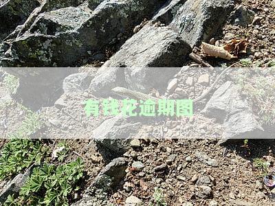真实有钱花逾期图片曝光，涉及金额达11万元