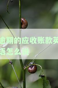 逾期应收账款什么意思，解读逾期应收账款：理解其含义与重要性