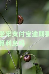 支付宝逾期坐牢出来还用还利息？