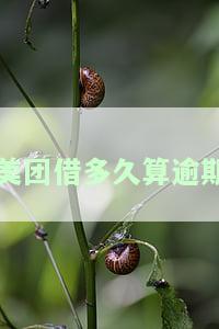 美团借钱逾期后多久能再次借款？影响因素解析