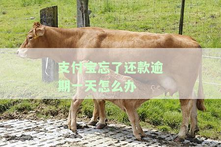 支付宝忘还一天没事吧，支付宝忘记还款一天会有影响吗？