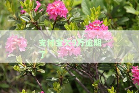 支付宝欠款9万逾期后，会产生什么后果？该如何处理？