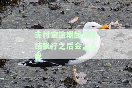 支付宝逾期被冻结了解除方法及时间，你不可不知！