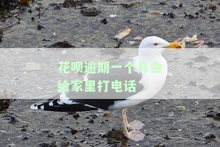 花呗逾期会打电话给家里人吗？逾期10天后的后果及最还款期限