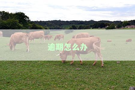 逾期怎么办理停息挂账，如何办理停息挂账？逾期问题解决方案