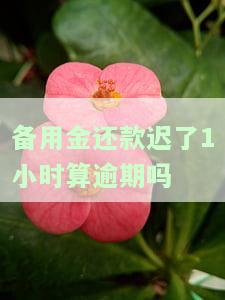 备用金还款晚1小时算逾期吗？该如何处理？