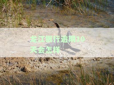 龙江银行逾期10天处理方式及还款宽限期规定