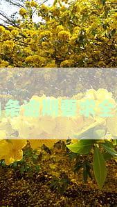 白条逾期说要全额还款真的假的，真相揭秘：白条逾期后是否需要全额还款？