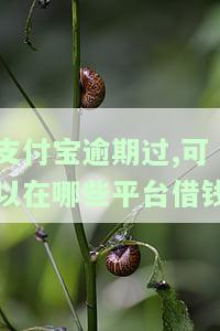 支付宝逾期后，还能在哪些平台借款？