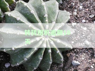 转转租机到期即送：划算还是不划算？解析‘到期即送’含义