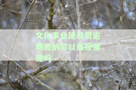 文化事业建设费欠缴费额那栏是什么意思，理解文化事业建设费欠缴费额的意义与含义