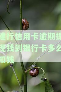 建行信用卡逾期能否扣其他银行卡？安全吗？