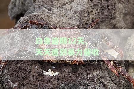 白条逾期12天，天天遭到暴力催收，会否走上法律程序？