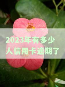 2021年信用卡逾期人数，2021年信用卡逾期人数统计报告出炉，你是否在其中？