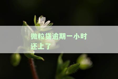 微粒贷款逾期了一天如果全部还清还能不能用，微粒贷逾期一天，全款还款后能否继续使用？