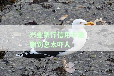 兴业银行信用卡逾期罚息太吓人-2021年兴业银行信用卡逾期新法规