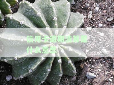 信用卡逾期清算是什么意思啊，解惑：信用卡逾期清算的含义是什么？
