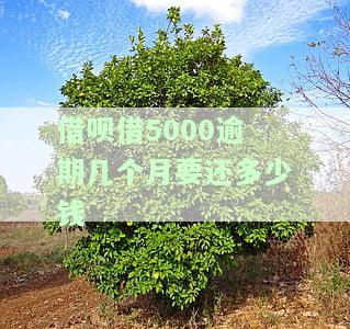 借呗5000逾期一年会被起诉吗，逾期一年未还借呗5000，是否会面临被起诉的风险？