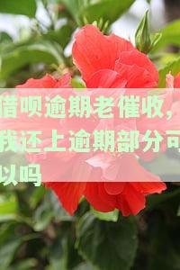 借呗逾期部分已经还清还被催收，如何处理借呗逾期后已还款仍被催收的情况？