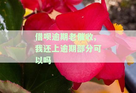 借呗逾期催收要全部还款，立即行动：借呗逾期催收要求全额还款