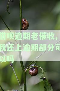 借呗逾期后还了逾期部分却要求还全款，该如何处理？