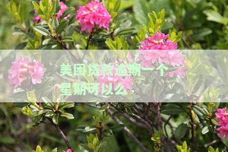 美团贷款逾期一天会否影响征信及信用卡使用？
