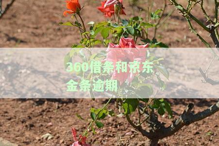 360借条和京东金条逾期