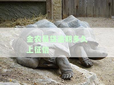 金农易贷逾期多久上征信报告，了解金农易贷：逾期多久将被记入征信报告？