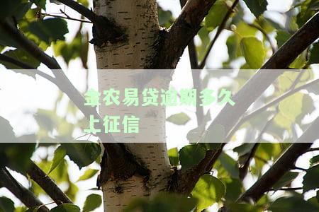 金农易贷逾期多久上征信啊，关于金农易贷的逾期问题：逾期多久会上报到个人征信记录？