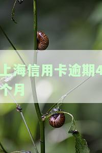我信用卡欠4000逾期四个月，逾期四个月，我的信用卡欠款已经达到了4000元