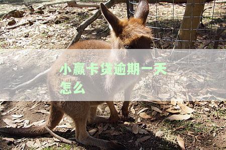 小赢卡贷逾期一天怎么联系客服解决，如何解决小赢卡贷逾期一天？联系客服的正确方式