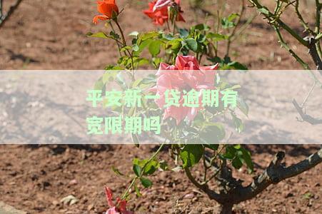 平安新一贷逾期有多久的宽限期？能恢复吗？需要多久还款？