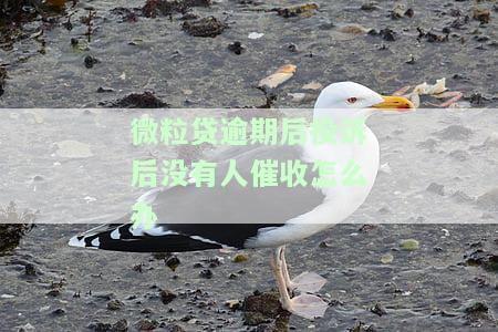 微粒贷违法催收投诉，揭露微粒贷违法催收行为，维护消费者合法权益