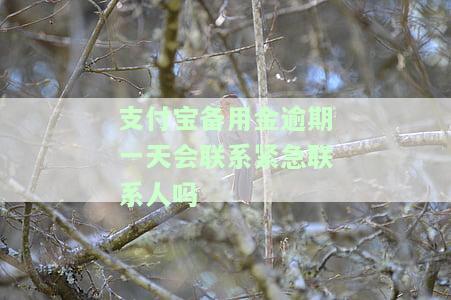 支付宝备用金逾期一天会影响征信吗？不是故意的，会有哪些后果？