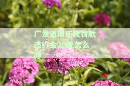 发逾期还款罚款违约金20元怎么办-发逾期还款罚款违约金20元怎么办理