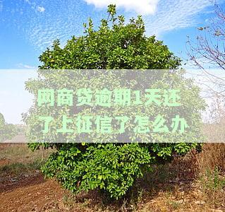 网商贷逾期了一天但是还了还可以用吗，网商贷逾期一天后还款，是否会影响再次使用？