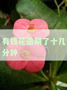 有钱花逾期5分：影响及后果，是否会上征信？