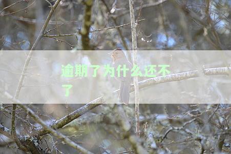 逾期贷不了款怎么办？解决方法与建议