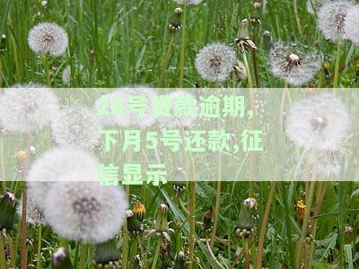 当月贷款逾期征信什么时候显示，如何查询当月贷款逾期后征信的更新时间？