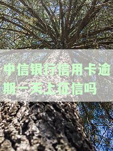 中信信用卡逾期一天，中信信用卡逾期一天：影响及解决办法
