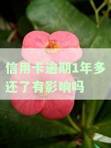 信用卡逾期1年多还了有影响吗？解决方法及后果解析