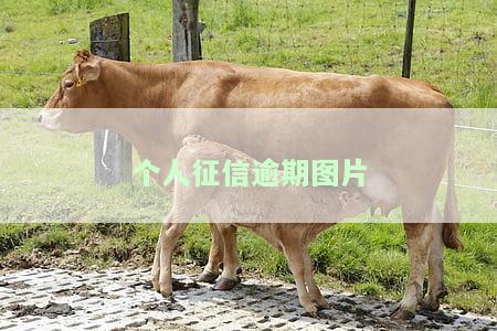 如何查看个人征信逾期图片？详细解析步骤
